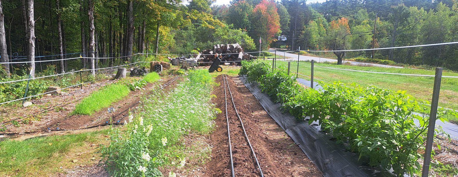 Drip-irrigated vegetable beds bordered by woods in early fall, Danbury NH