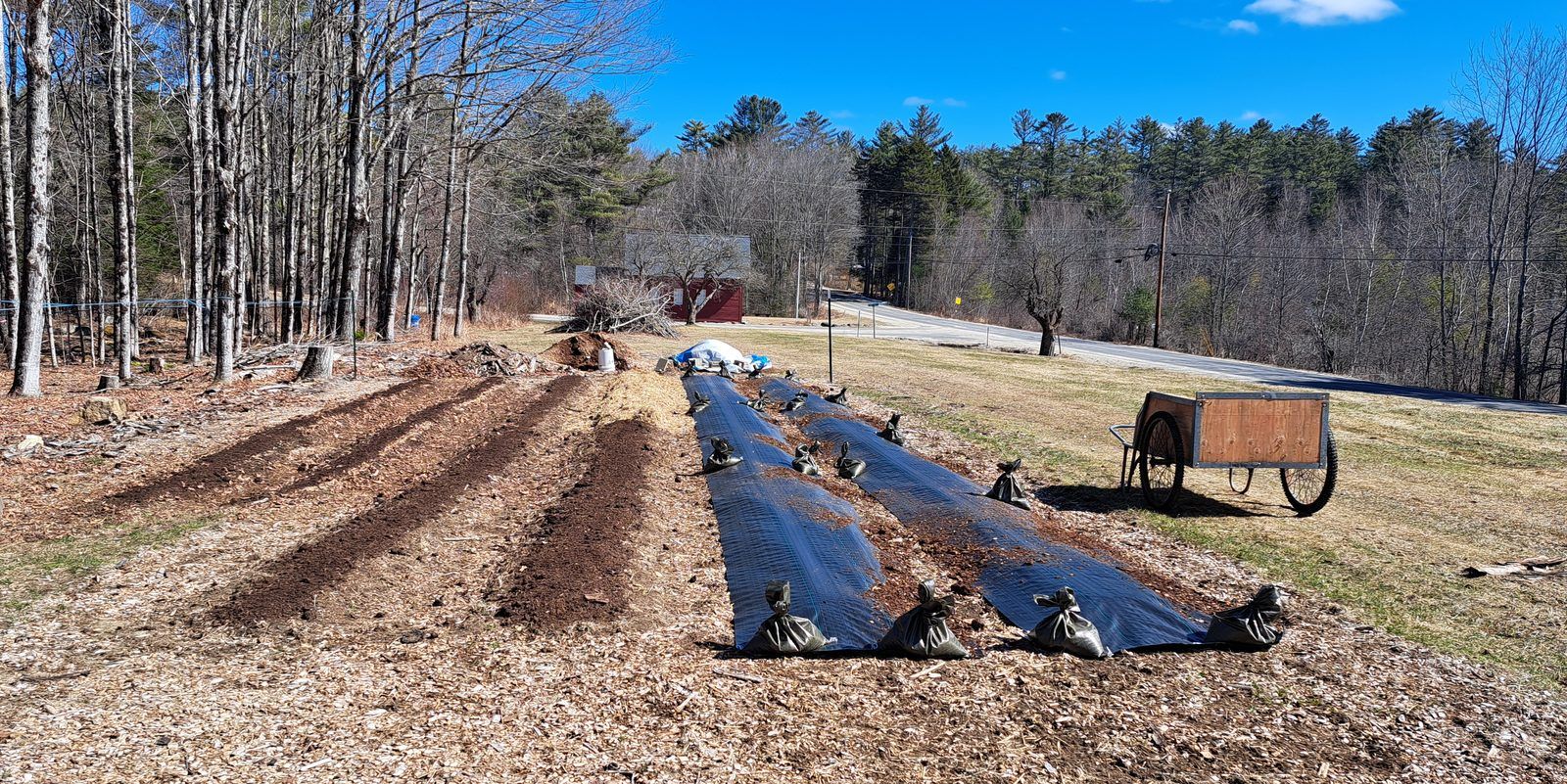 Spring garden: beds topped with compost beside rows covered with weighted tarps